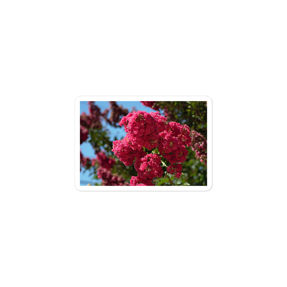 A small rectangular vinyl sticker with an image of vivid pink crape myrtle blooms.