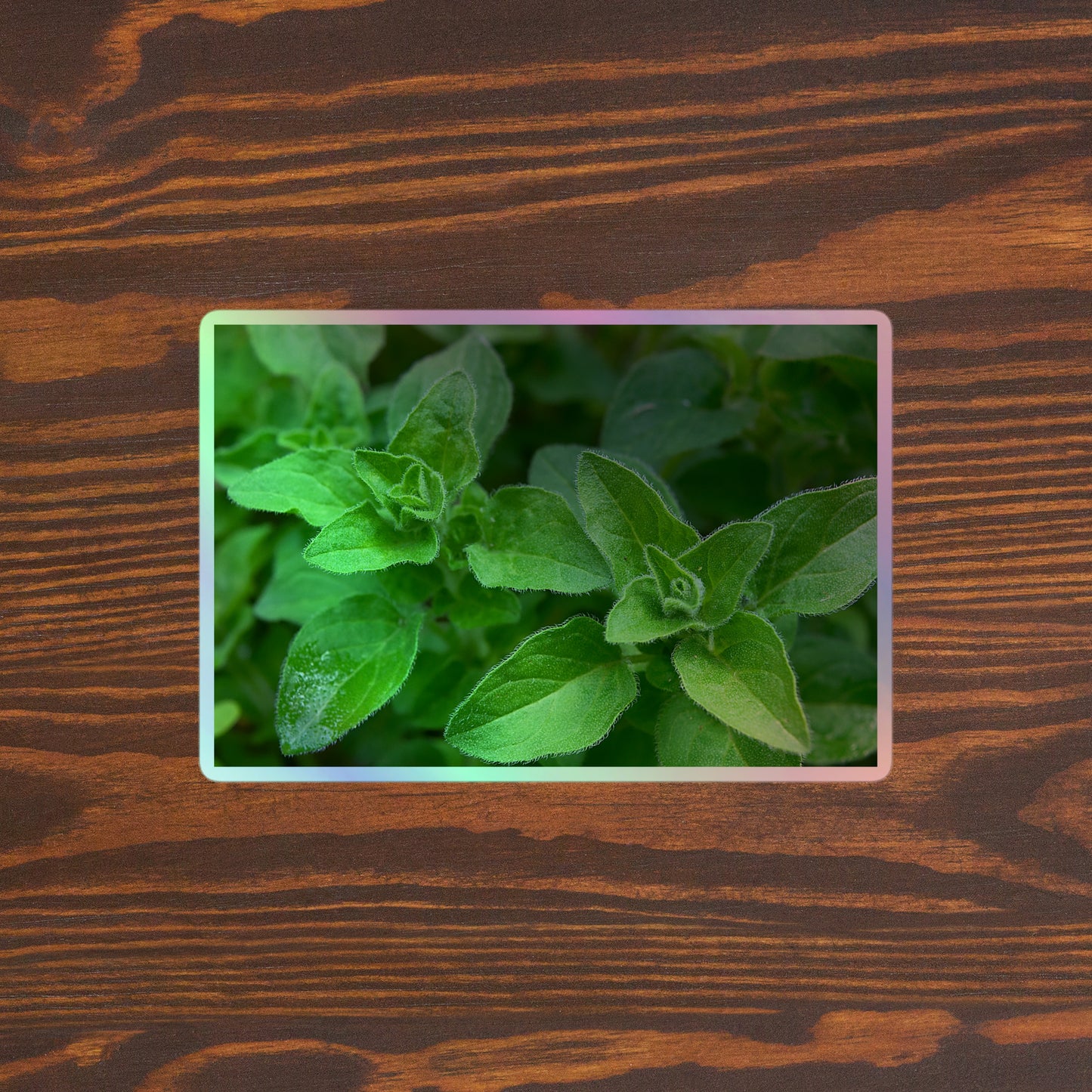 Lifestyle photo of a rectangular holographic sticker with a close-up image of vivid green oregano leaves, placed on a brown wooden table surface.