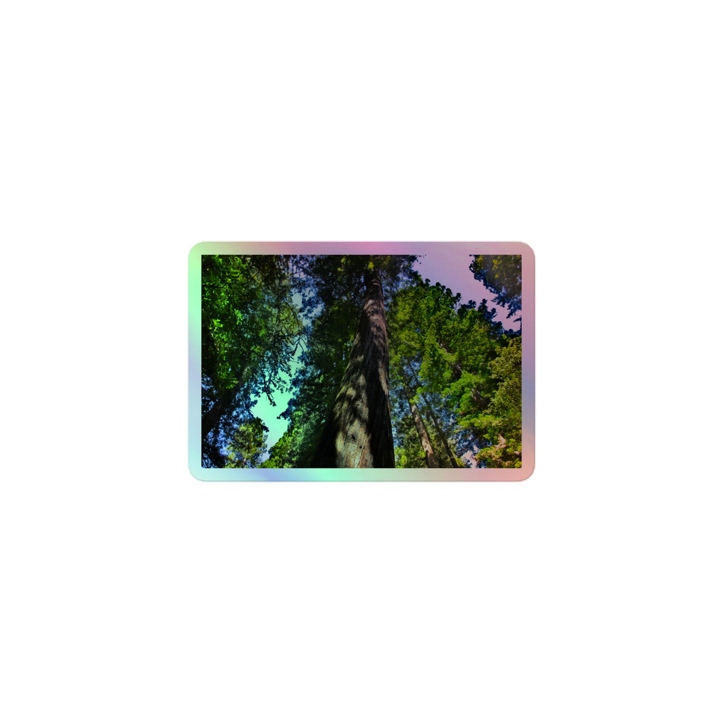 A small rectangular holographic sticker with an image looking up at a giant sequoia redwood tree.