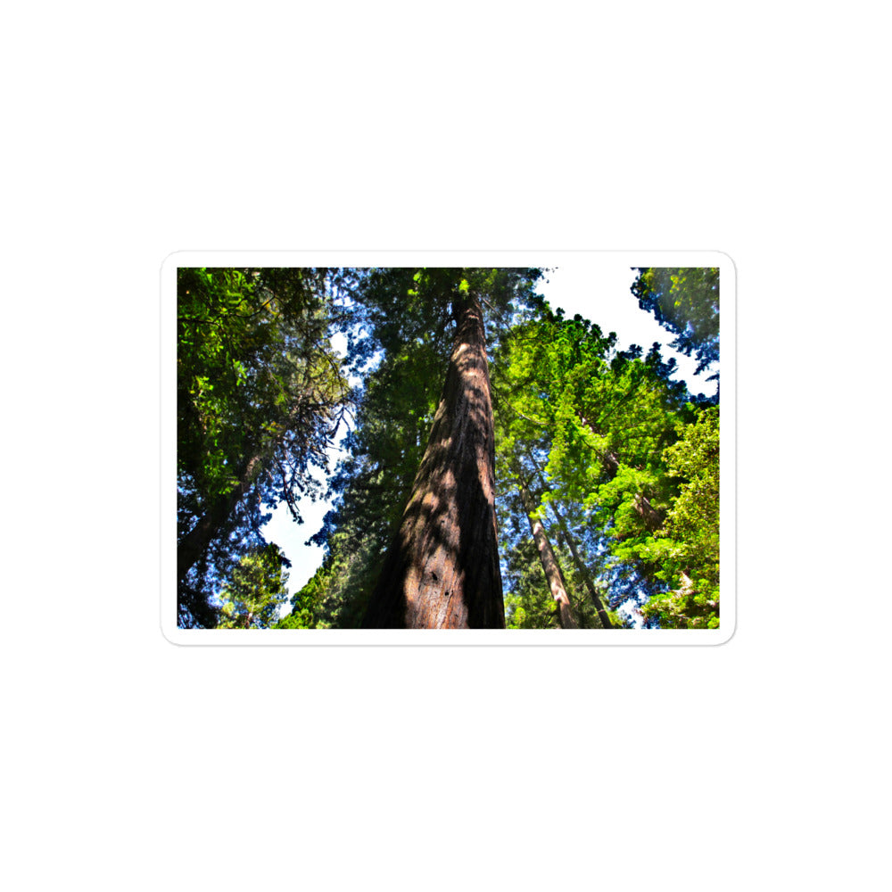A medium rectangular vinyl sticker with an image of a giant Sequoia redwood tree.