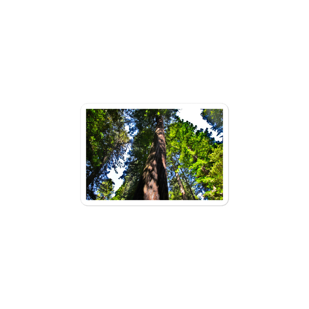 A small rectangular vinyl sticker with an image of a giant Sequoia redwood tree.