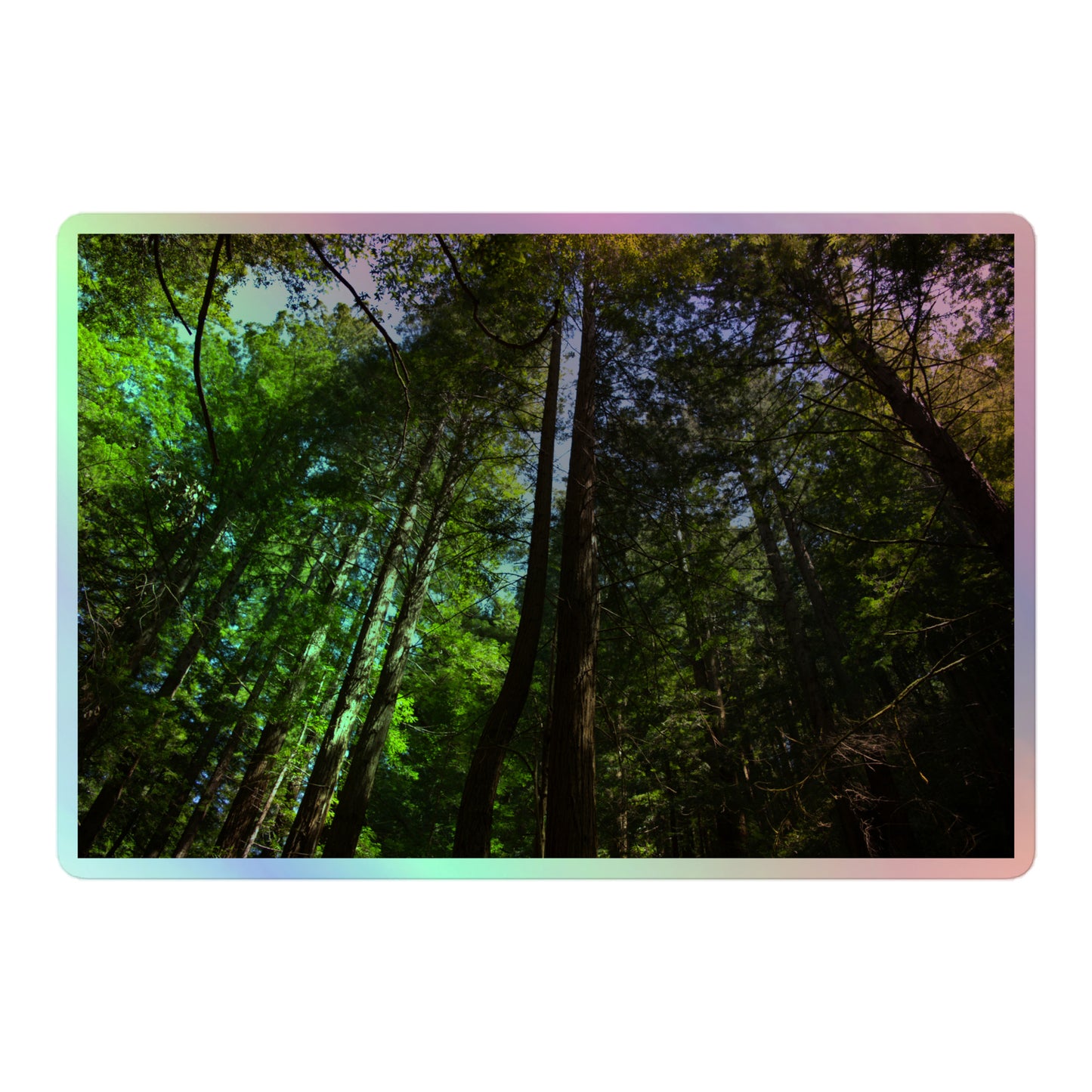 A large rectangular holographic sticker with an image looking up at a line of redwood trees with bright green leaves and reddish-brown bark.