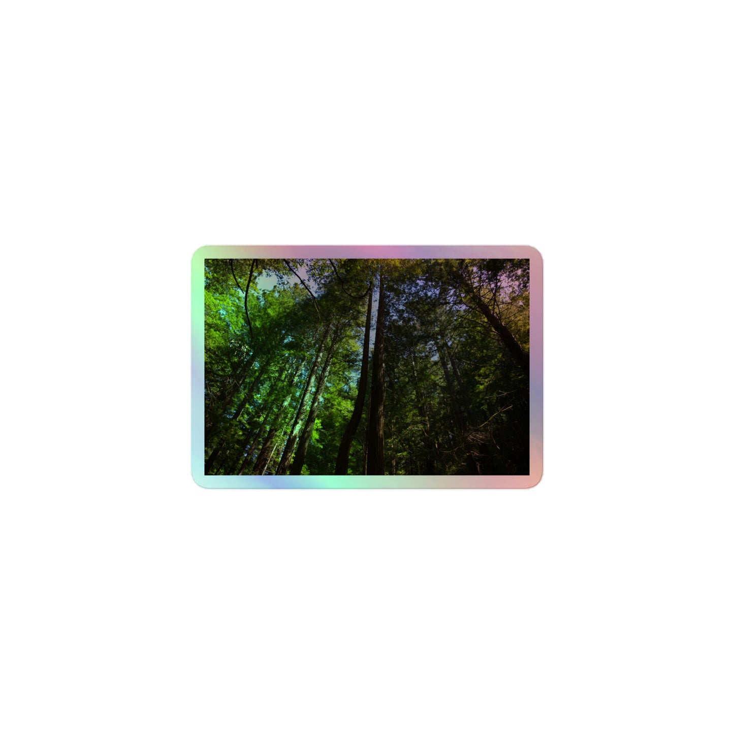 A small rectangular holographic sticker with an image looking up at a line of redwood trees with bright green leaves and reddish-brown bark.
