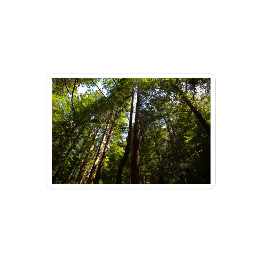 A medium rectangular vinyl sticker with an image of a trail through a redwood forest.