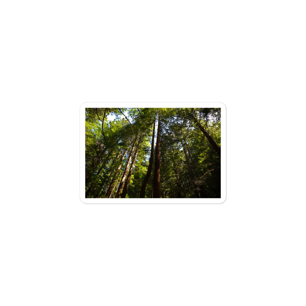 A small rectangular vinyl sticker with an image of a trail through a redwood forest.