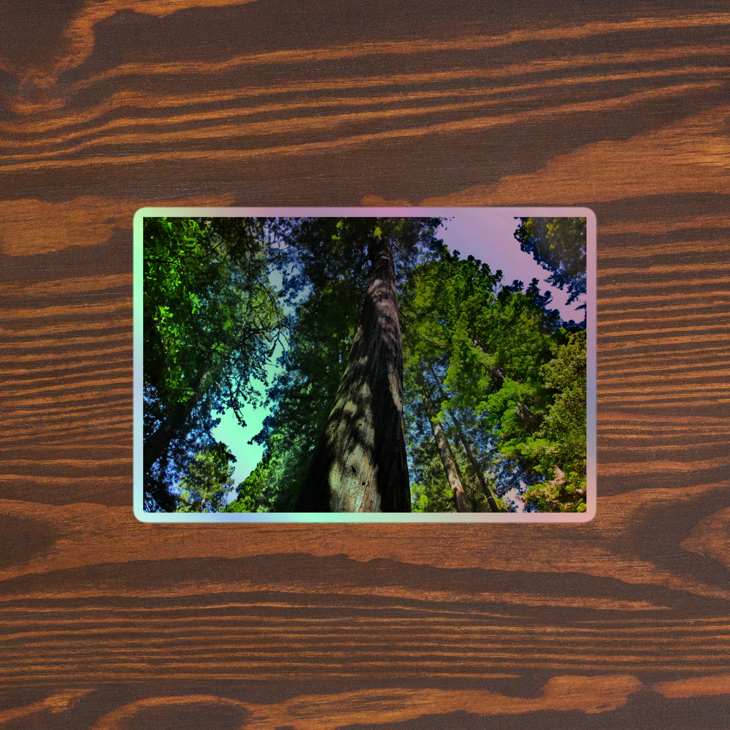 Lifestyle photo of a rectangular holographic sticker with an image looking up at a giant sequoia redwood tree, placed on a brown wooden table surface.