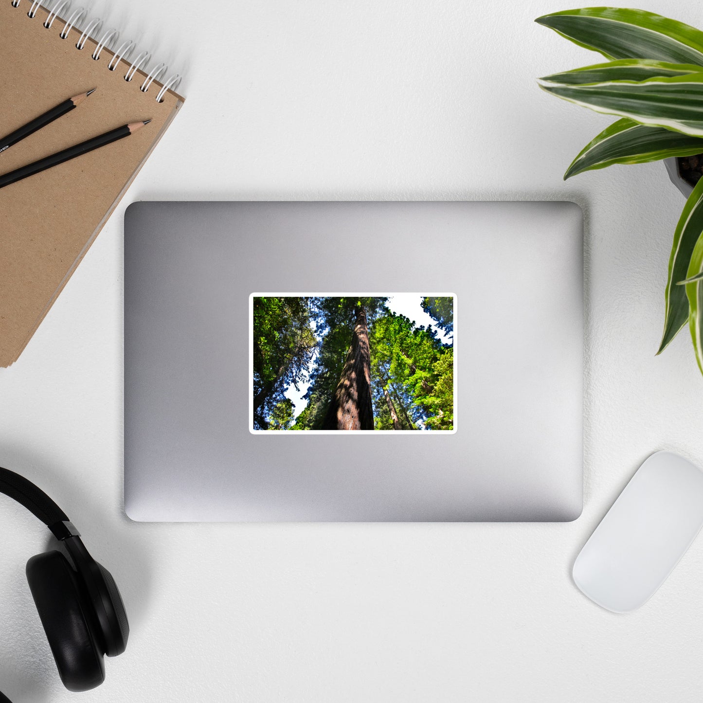 Lifestyle photo of a rectangular vinyl sticker with an image of a giant Sequoia redwood tree, placed on the outside of a laptop.