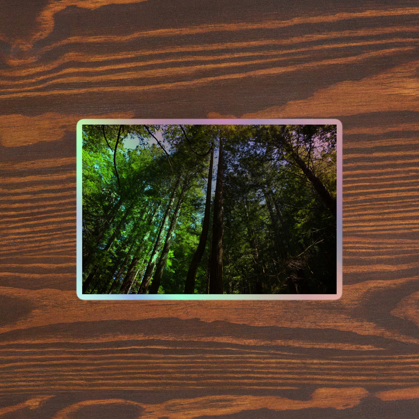 Lifestyle photo of a rectangular holographic sticker with an image looking up at a line of redwood trees with bright green leaves and reddish-brown bark, placed on a brown wooden table surface.
