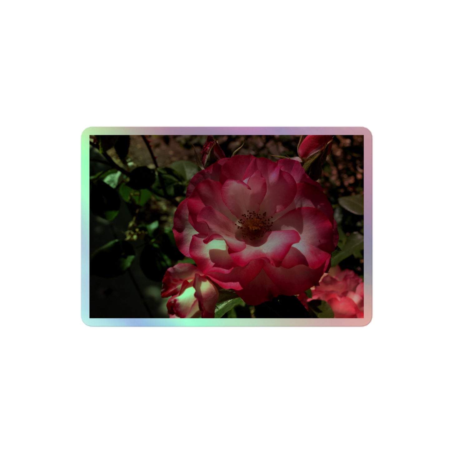 A medium rectangular holographic sticker with an image of bright pink rose blooms with white centers.