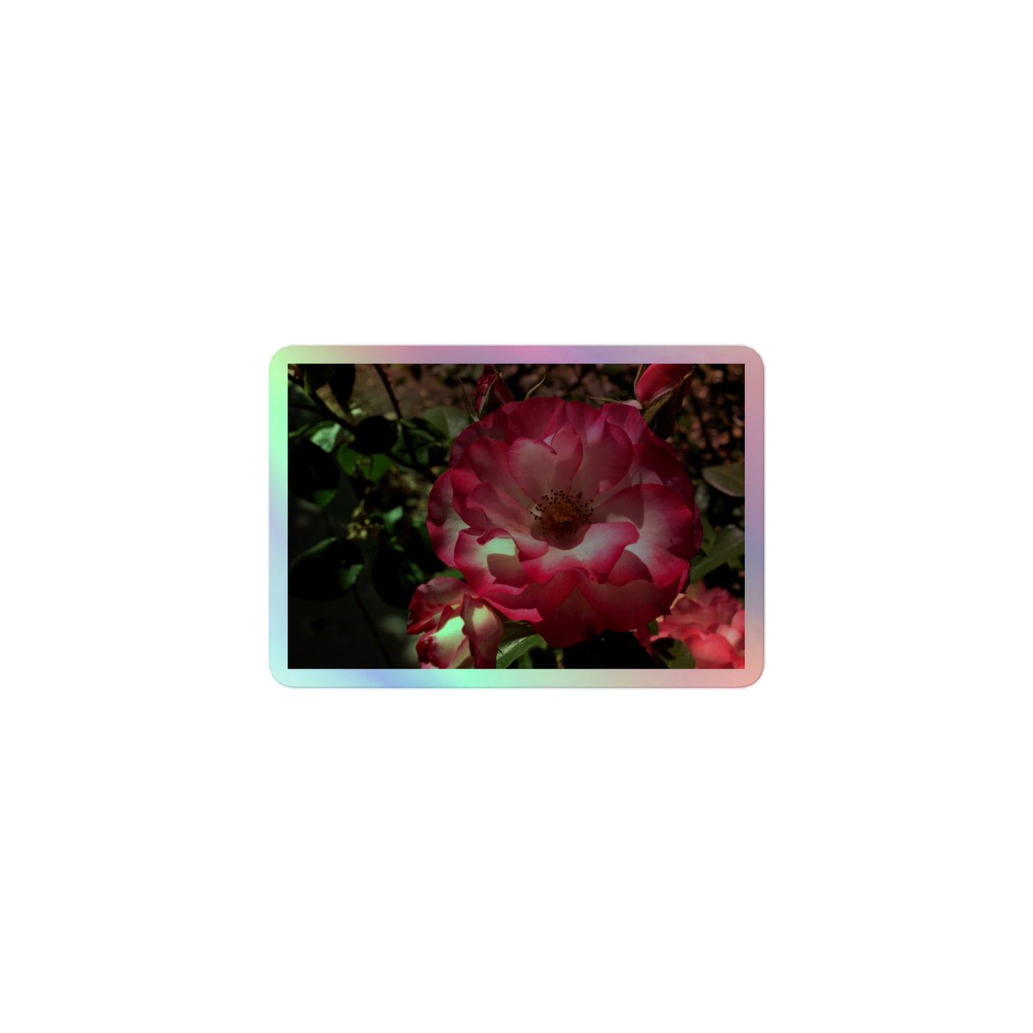 A small rectangular holographic sticker with an image of bright pink rose blooms with white centers.