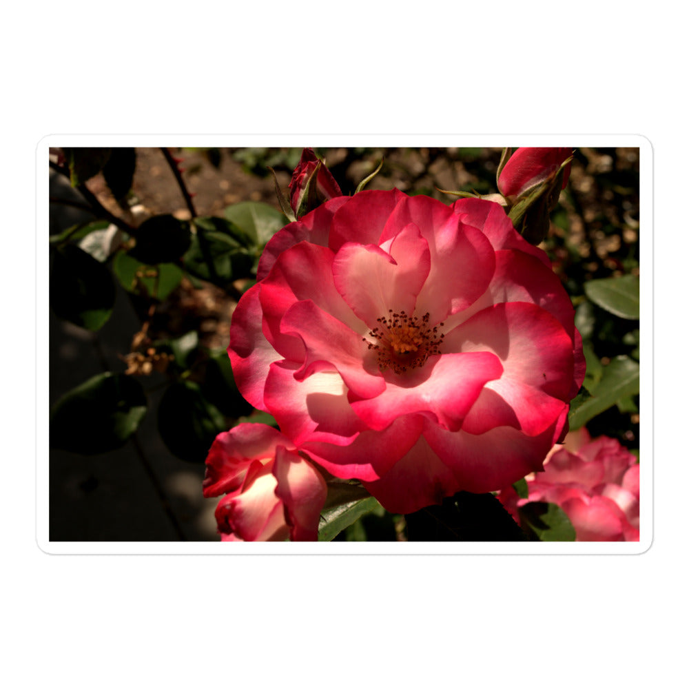 A large rectangular vinyl sticker with an image of a pink and white rose.