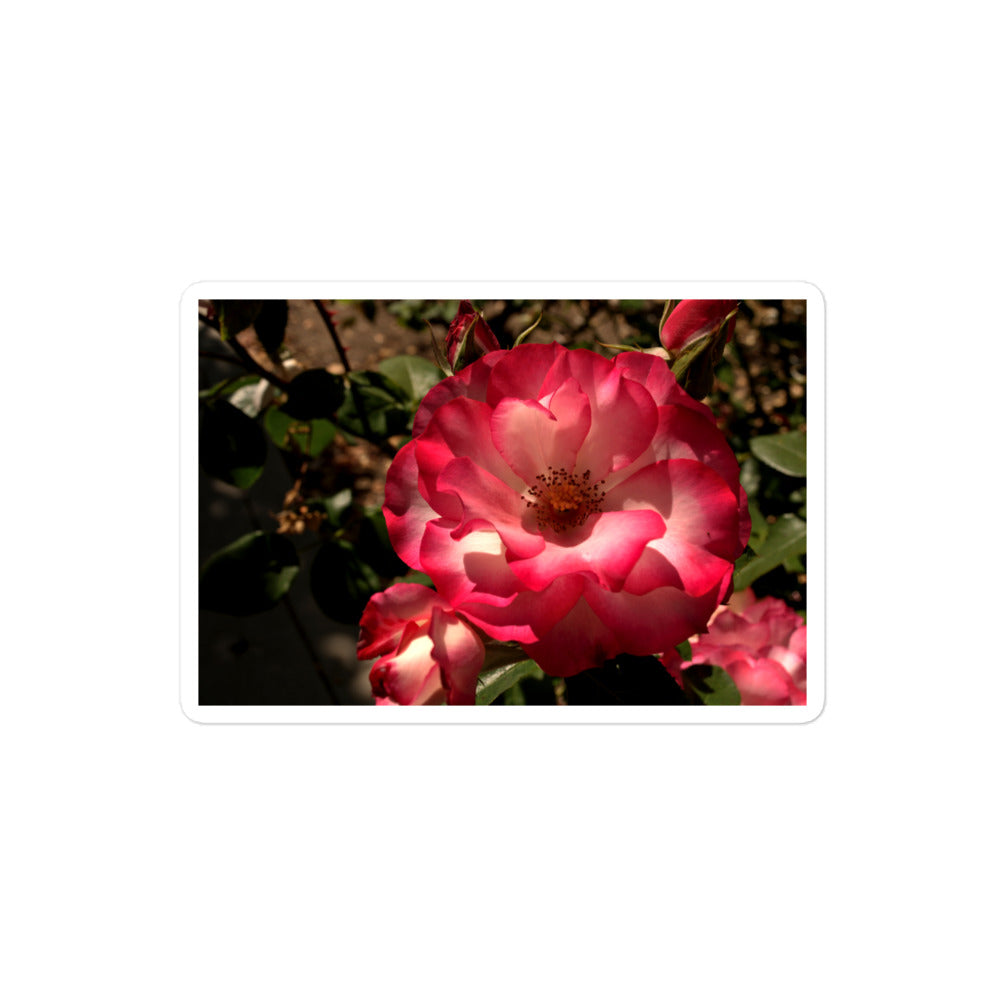 A medium rectangular vinyl sticker with an image of a pink and white rose.