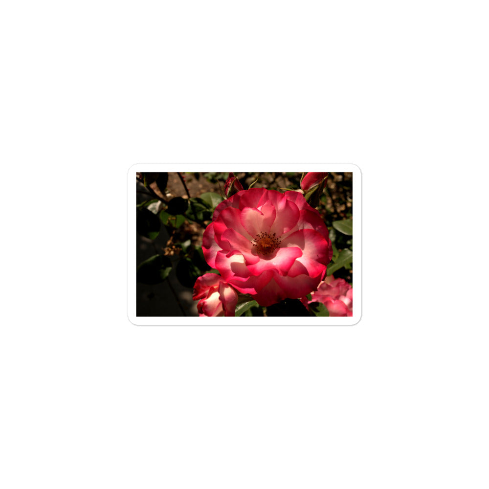 A small rectangular vinyl sticker with an image of a pink and white rose.