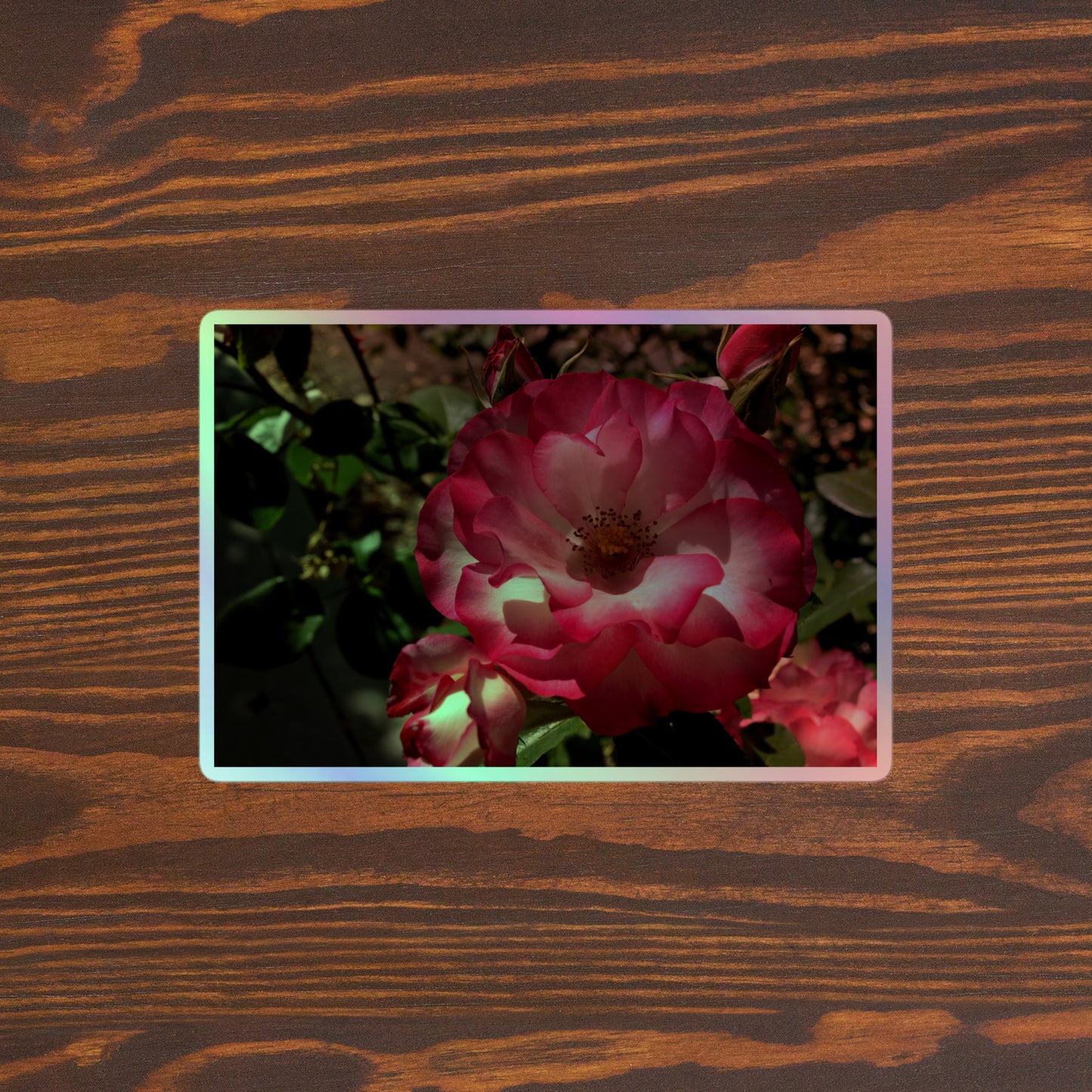Lifestyle photo of a rectangular holographic sticker with an image of bright pink rose blooms with white centers, placed on a brown wooden table surface.