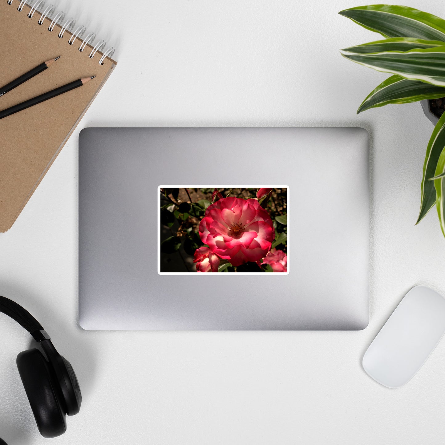 Lifestyle photo of a rectangular vinyl sticker with an image of a pink and white rose, placed on the outside of a laptop.