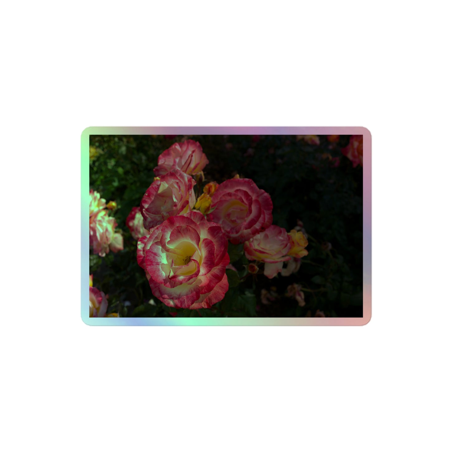 A medium rectangular holographic sticker with an image of pink, yellow and white rose blooms with dark green leaves.