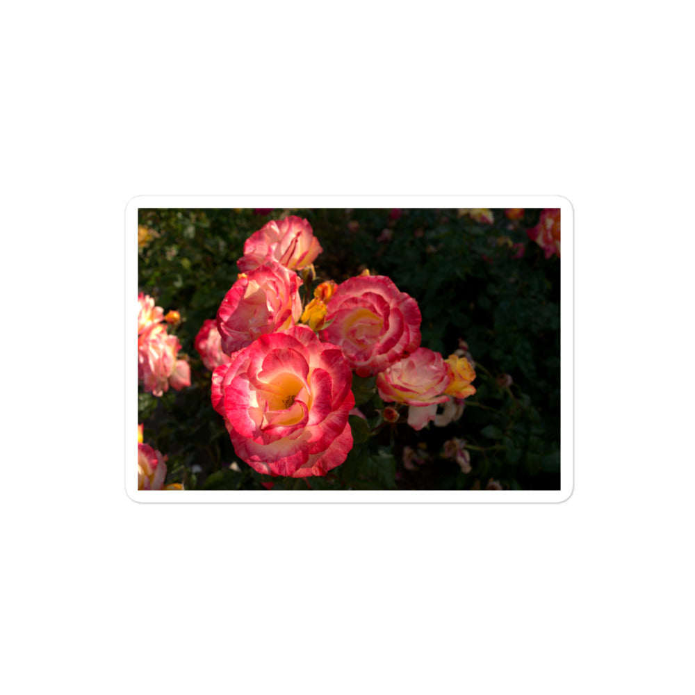 A medium rectangular vinyl sticker with an image of a garden with pink, yellow, and white roses.