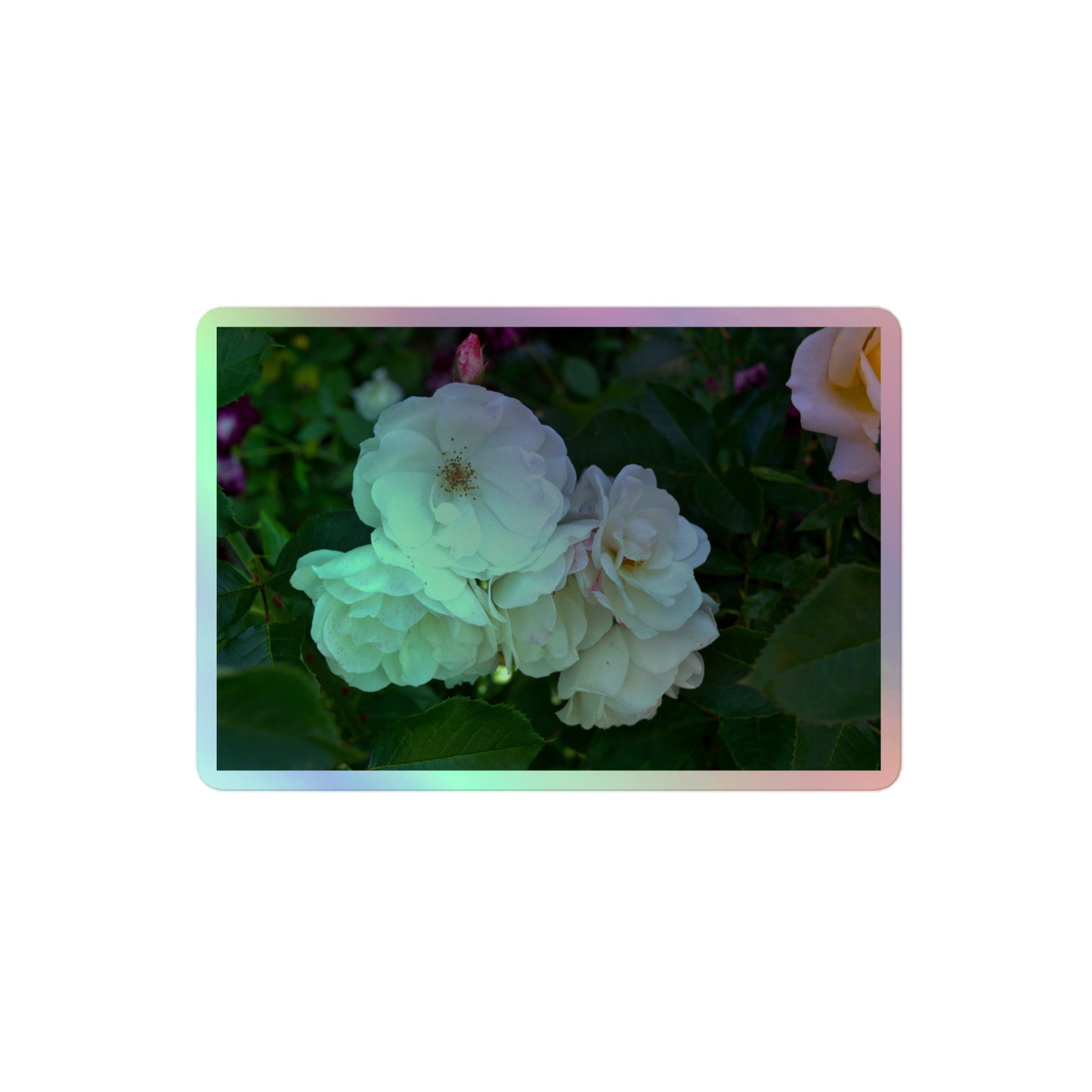 A medium rectangular holographic sticker with an image of a cluster of white roses with dark green leaves.