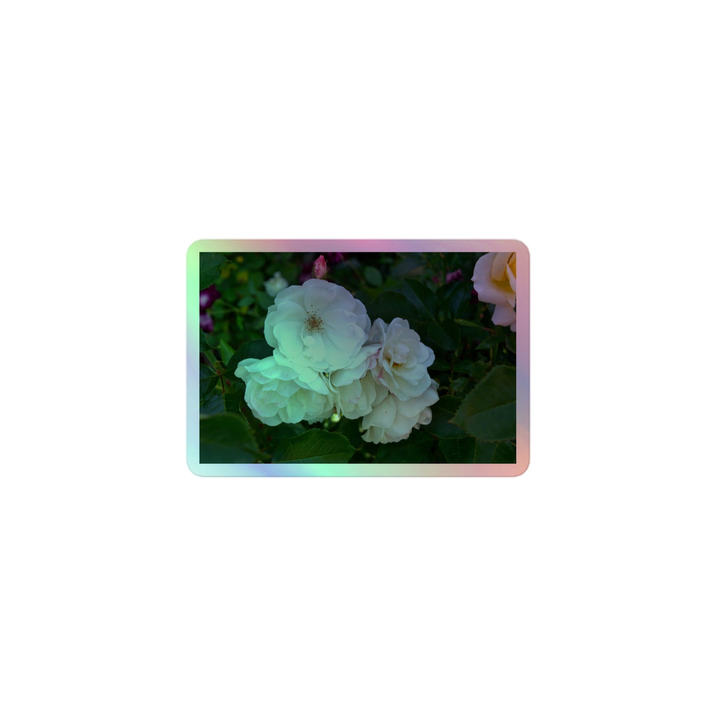 A small rectangular holographic sticker with an image of a cluster of white roses with dark green leaves.