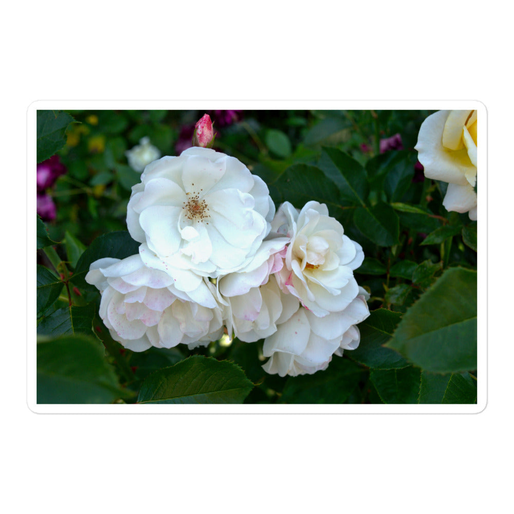 A large rectangular vinyl sticker with an image of white roses among dark green leaves.