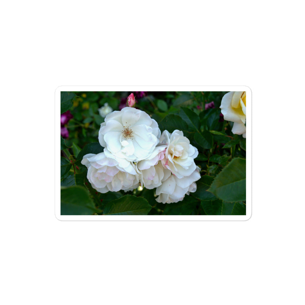A medium rectangular vinyl sticker with an image of white roses among dark green leaves.