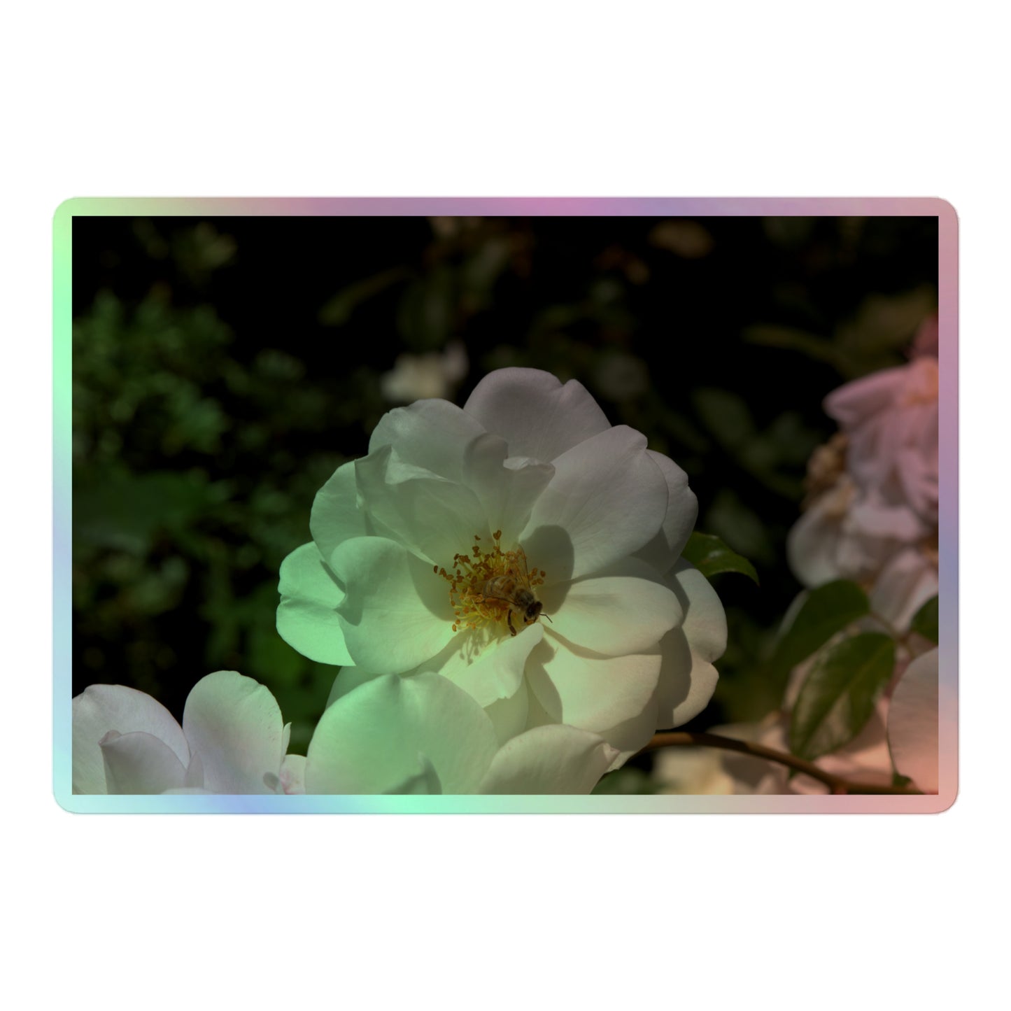 A large rectangular holographic sticker with an image of a white rose bloom with a honeybee on it.