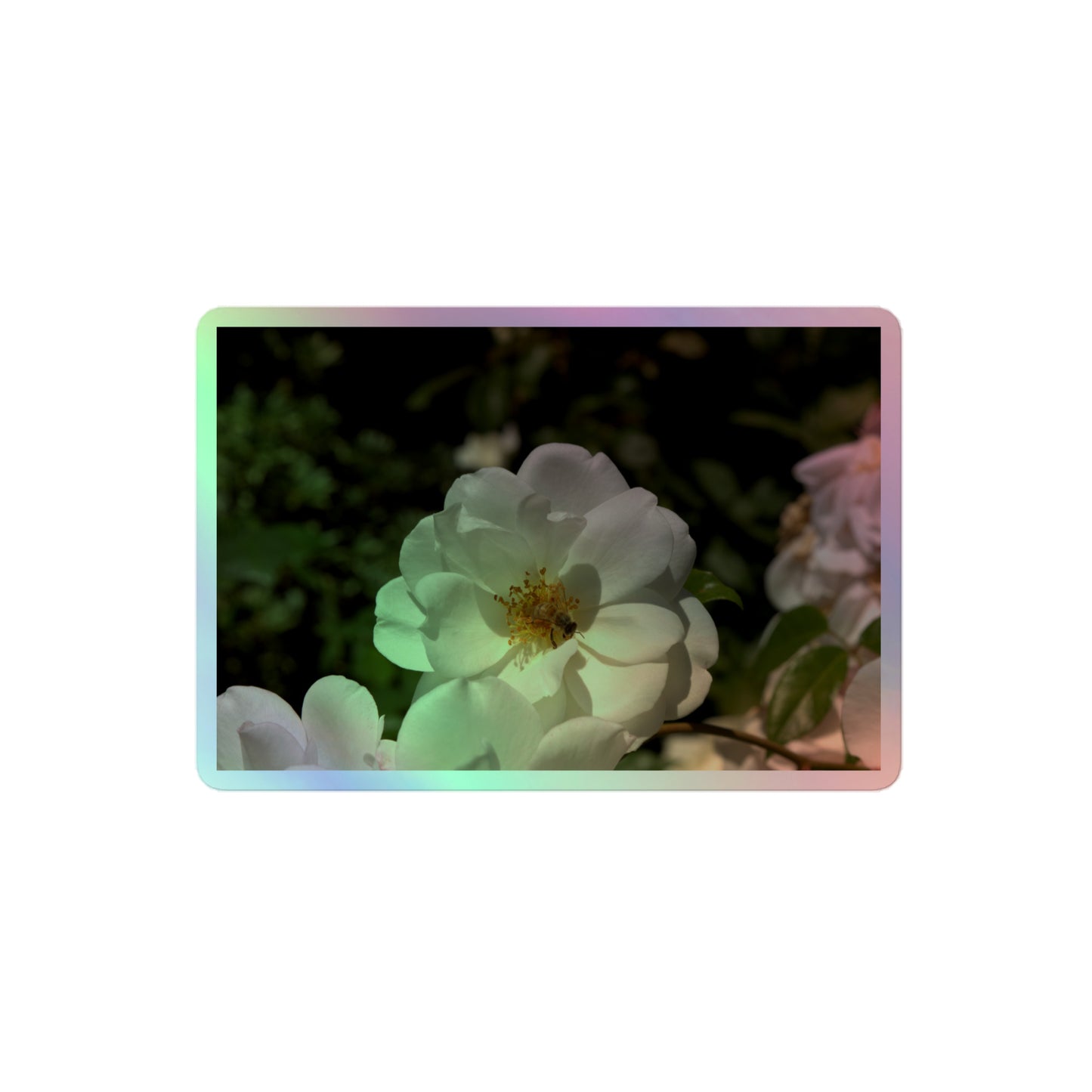 A medium rectangular holographic sticker with an image of a white rose bloom with a honeybee on it.