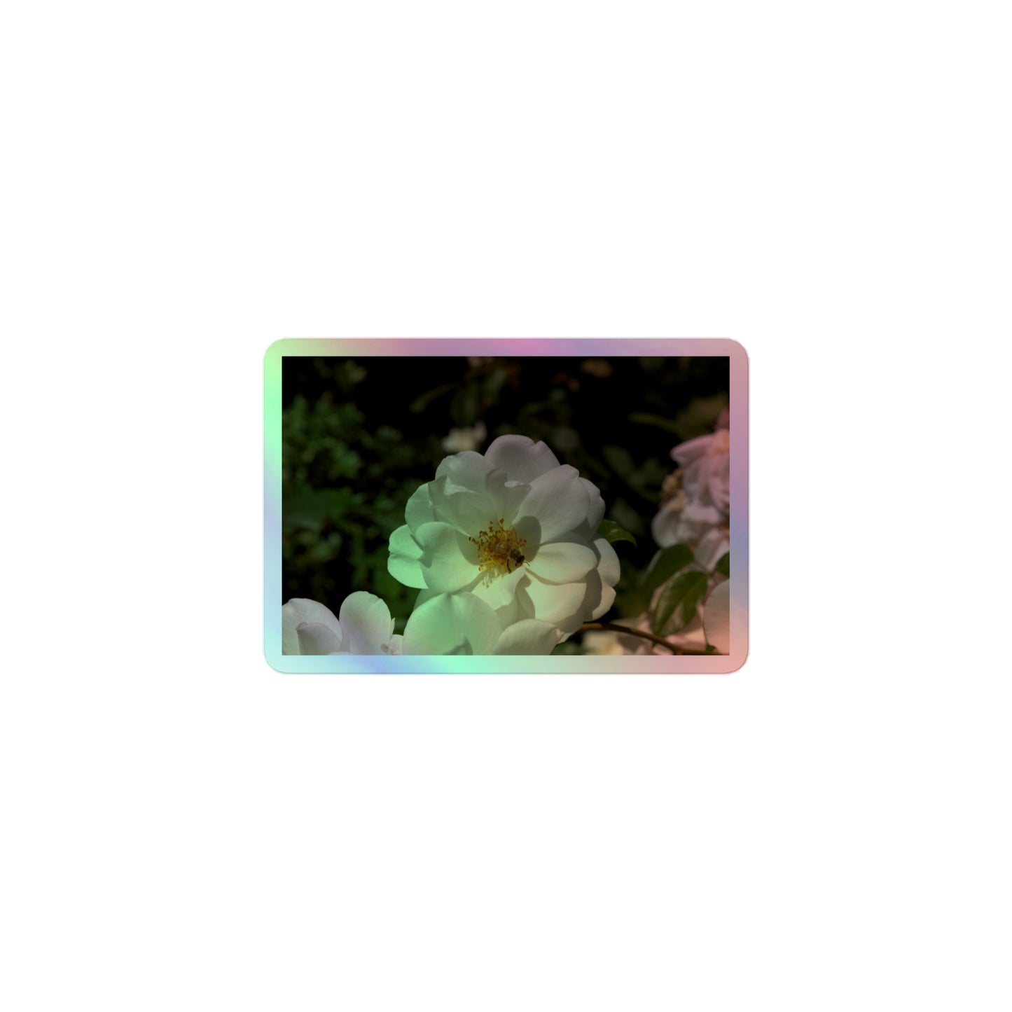 A small rectangular holographic sticker with an image of a white rose bloom with a honeybee on it.