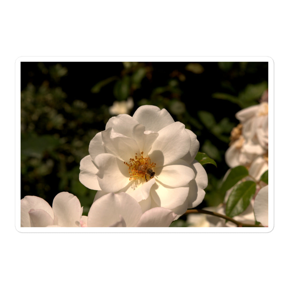 A large rectangular vinyl sticker with an image of a white rose with a honeybee on it.