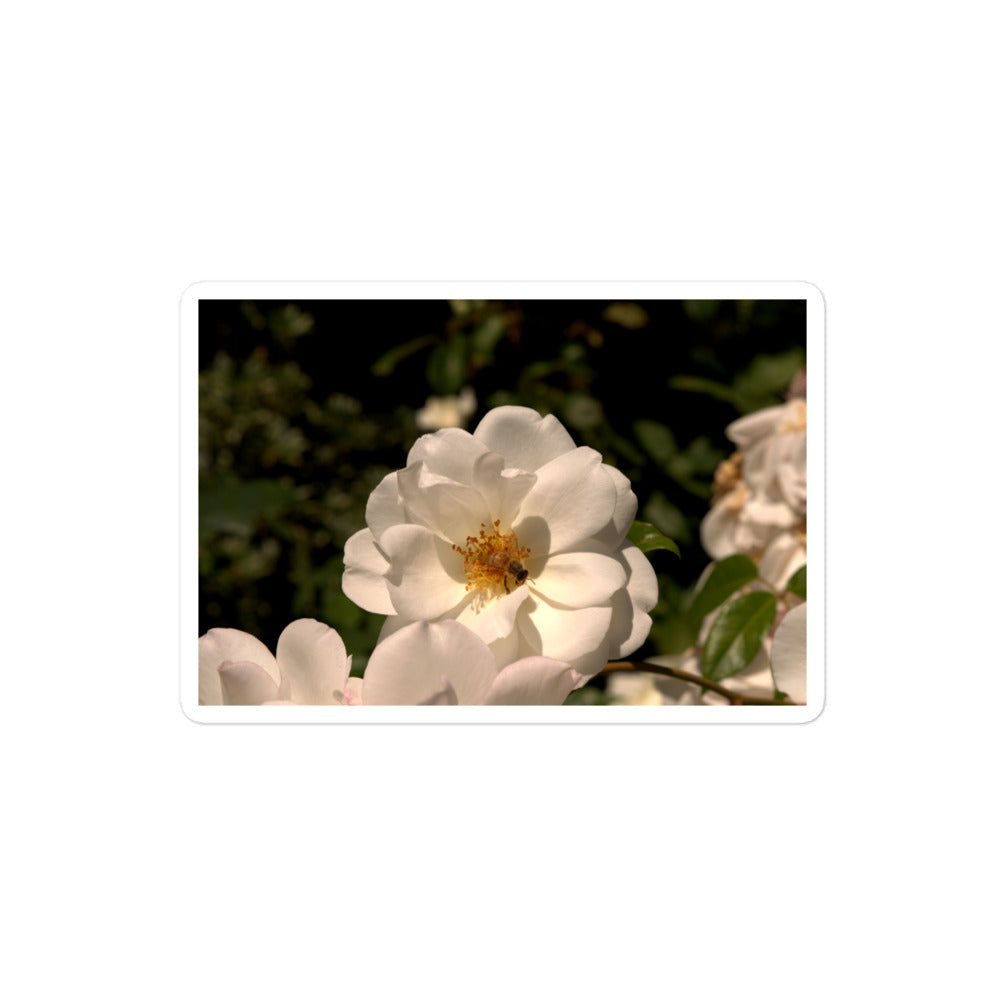 A medium rectangular vinyl sticker with an image of a white rose with a honeybee on it.