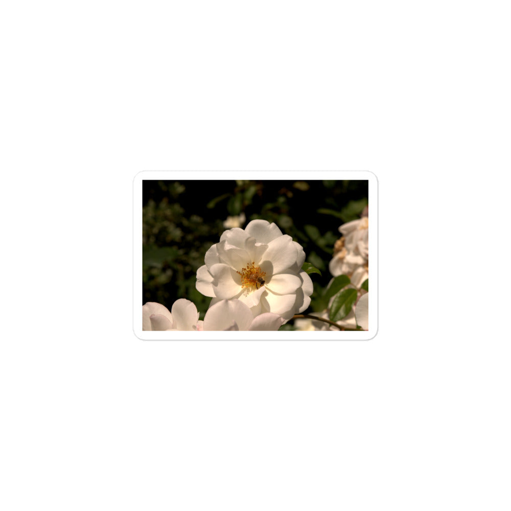 A small rectangular vinyl sticker with an image of a white rose with a honeybee on it.