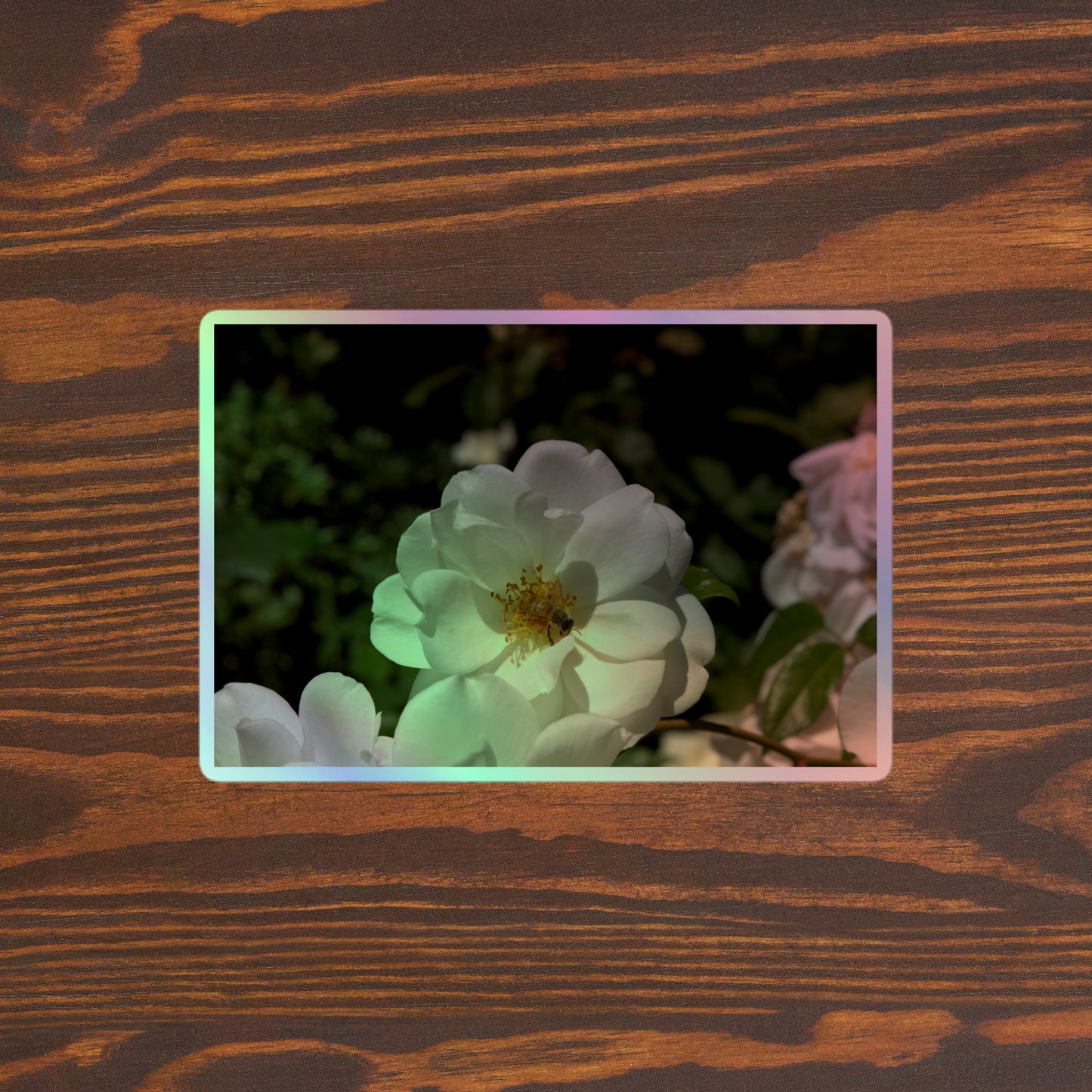 Lifestyle photo of a rectangular holographic sticker with an image of a white rose bloom with a honeybee on it, placed on a brown wooden table surface.