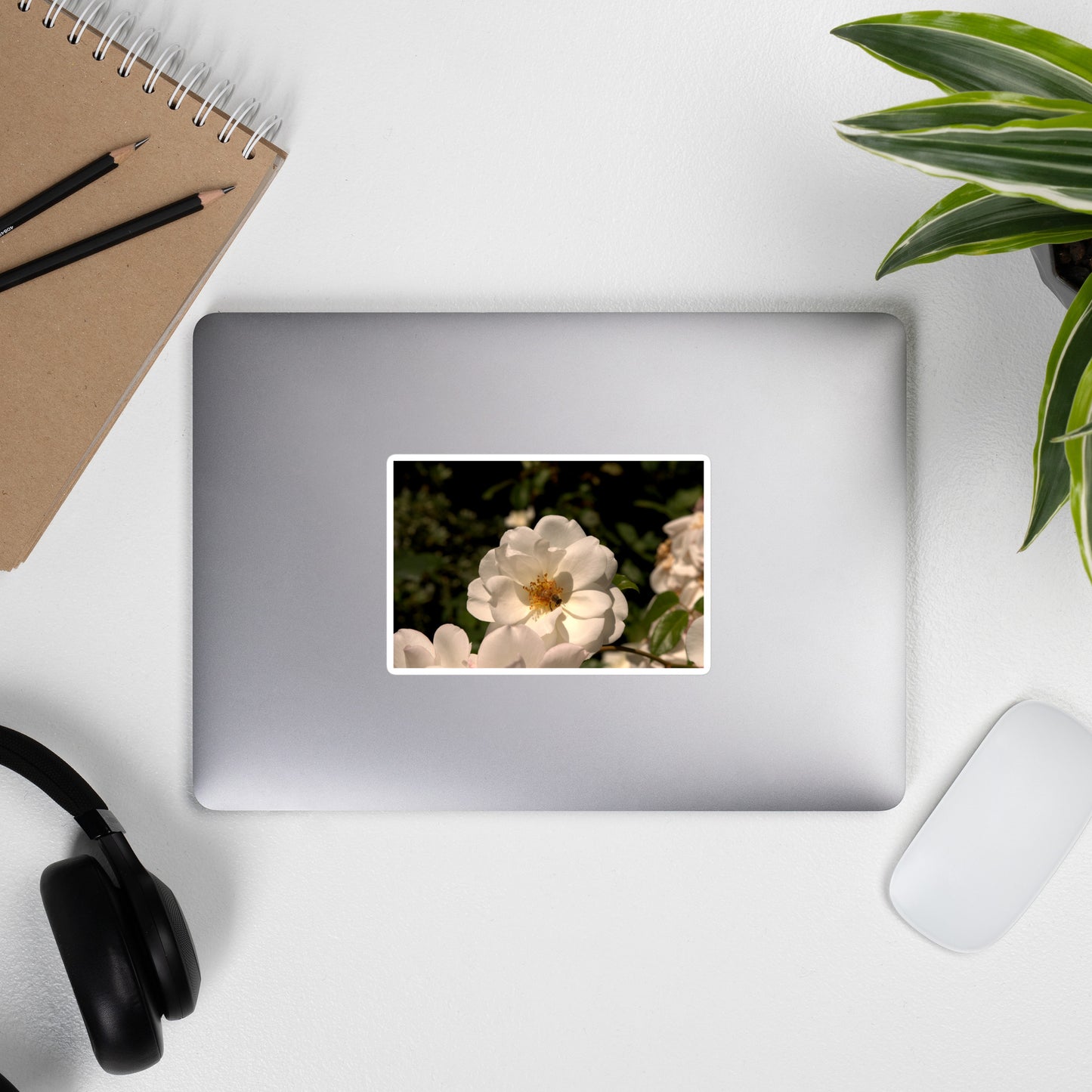 Lifestyle photo of a rectangular vinyl sticker with an image of a white rose with a honeybee on it, placed on the outside of a laptop.