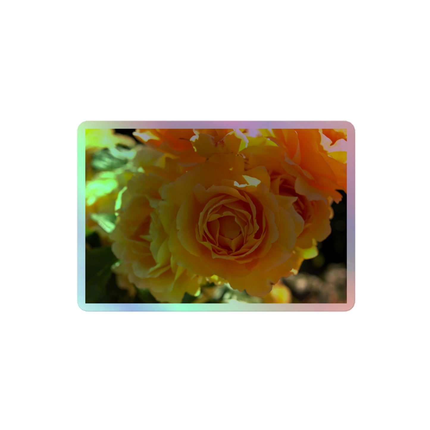 A medium rectangular holographic sticker with an image of bright orange rose blooms in the sunlight.