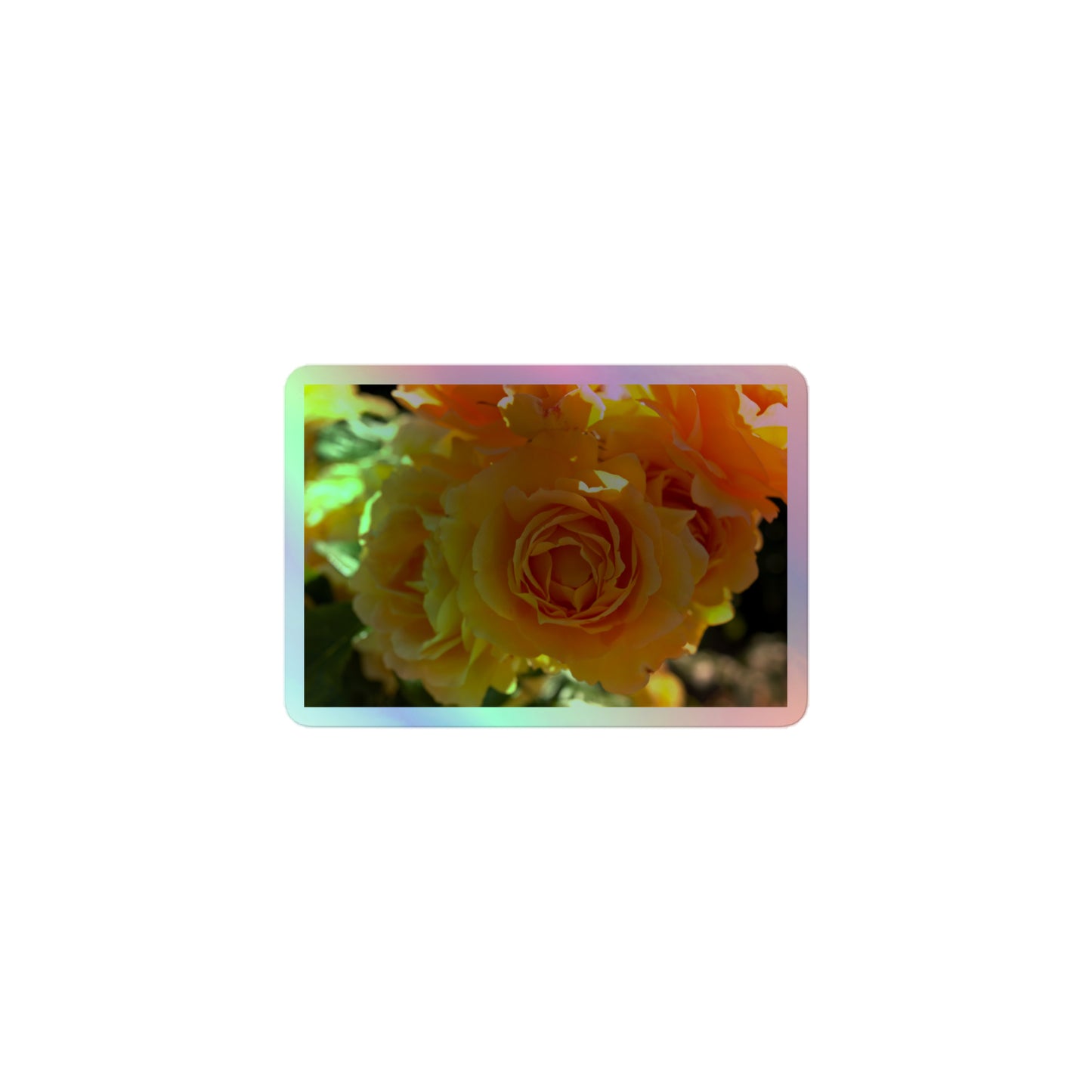 A small rectangular holographic sticker with an image of bright orange rose blooms in the sunlight.