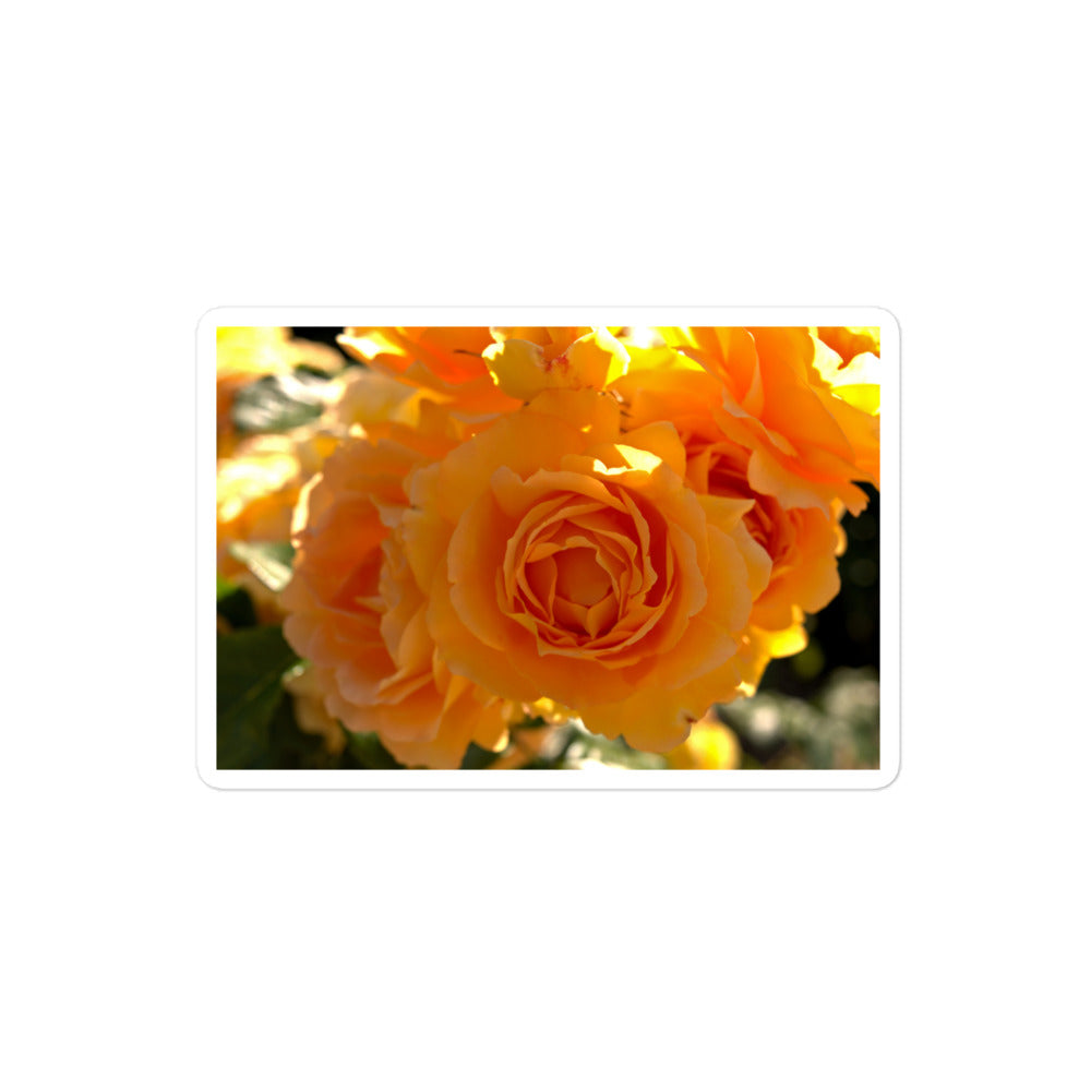 A medium rectangular vinyl sticker with an image of orange rose blooms.