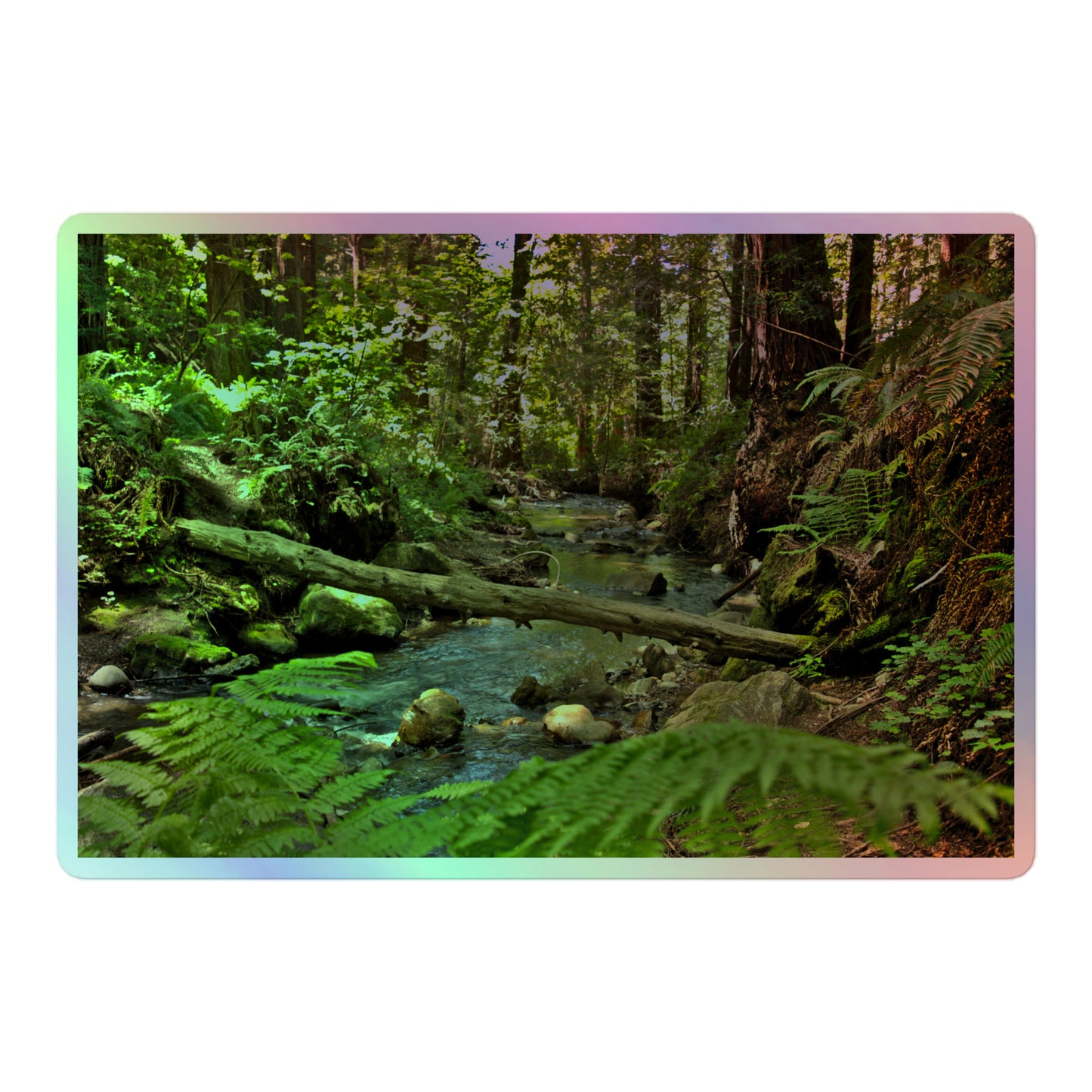 A large rectangular holographic sticker with an image of a creek through a redwood forest with ferns.