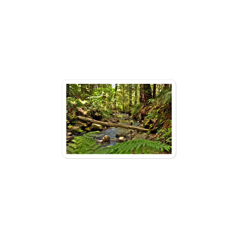 A small rectangular vinyl sticker with an image of a creek in a redwood forest with ferns.