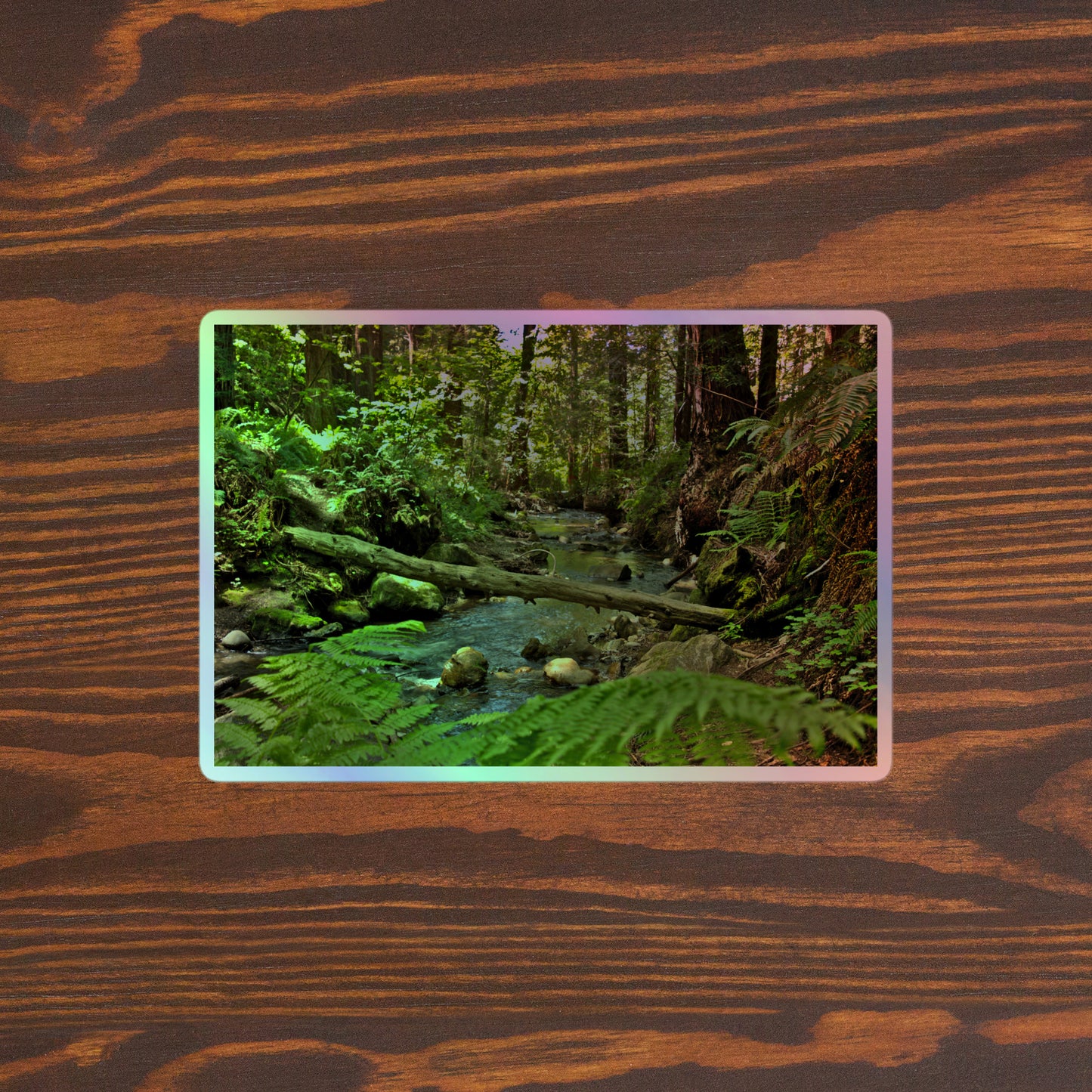 Lifestyle photo of a rectangular holographic sticker with an image of a creek through a redwood forest with ferns, placed on a table with two small succulents.