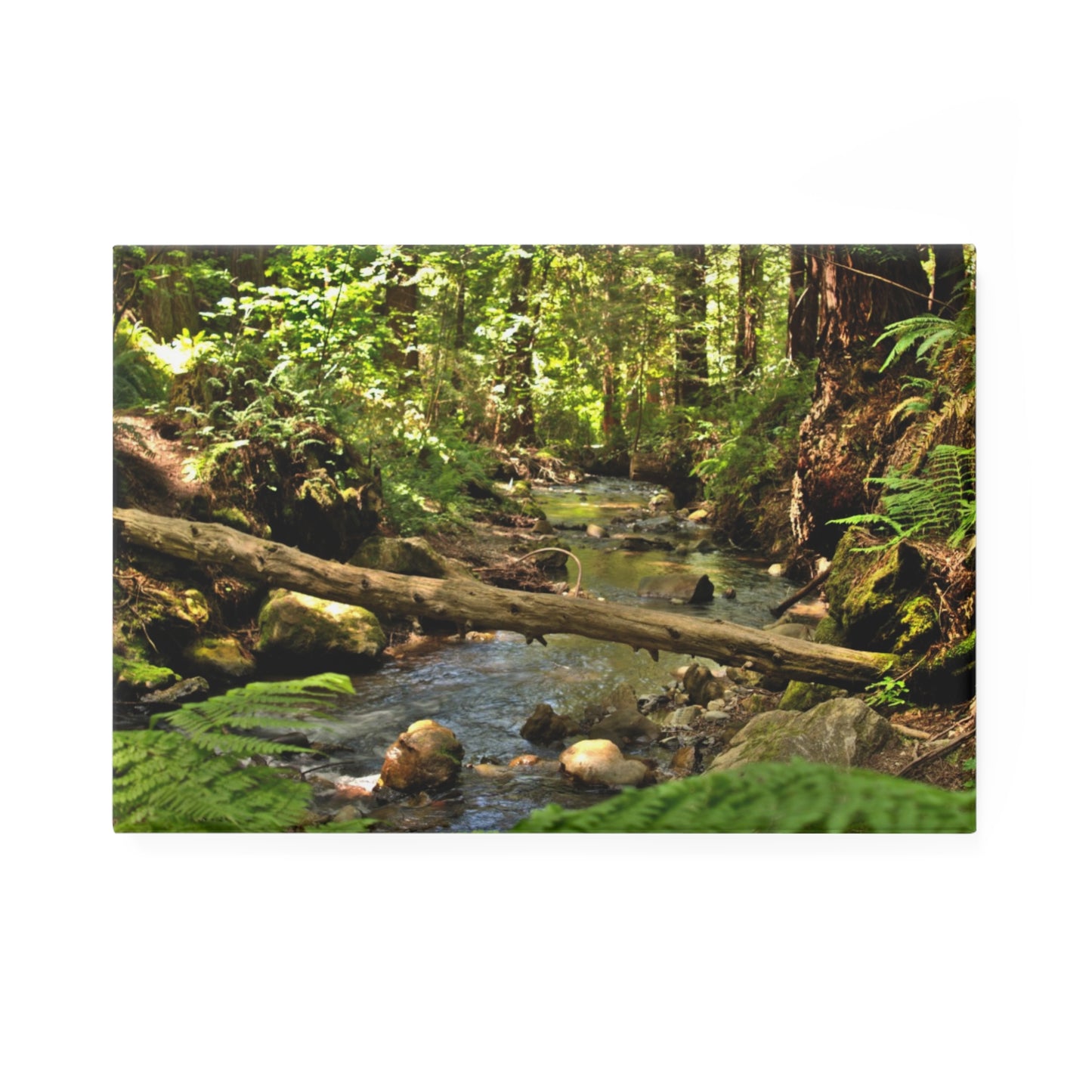 A rectangular button magnet with an image of a serene creek in a Redwood Forest.