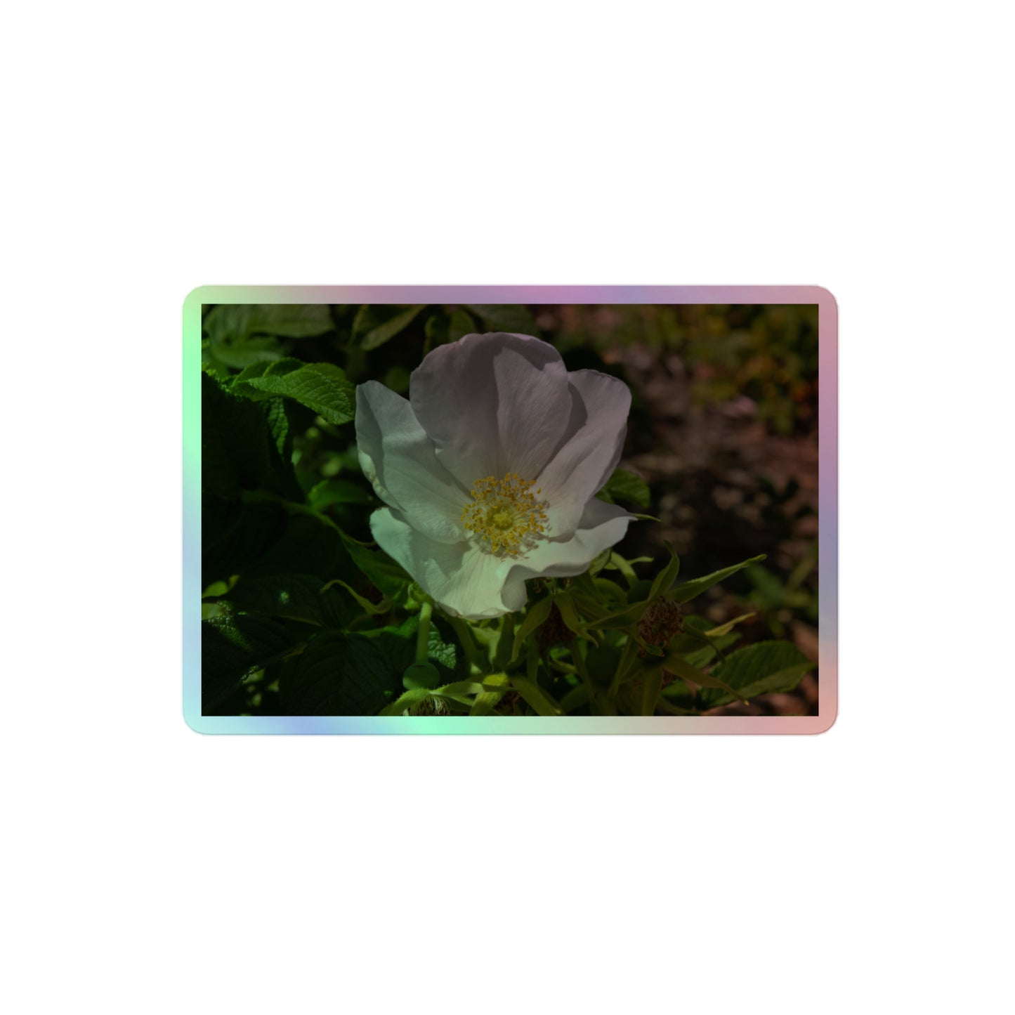 A medium rectangular holographic sticker with a close-up image of a white flower with yellow stamen.