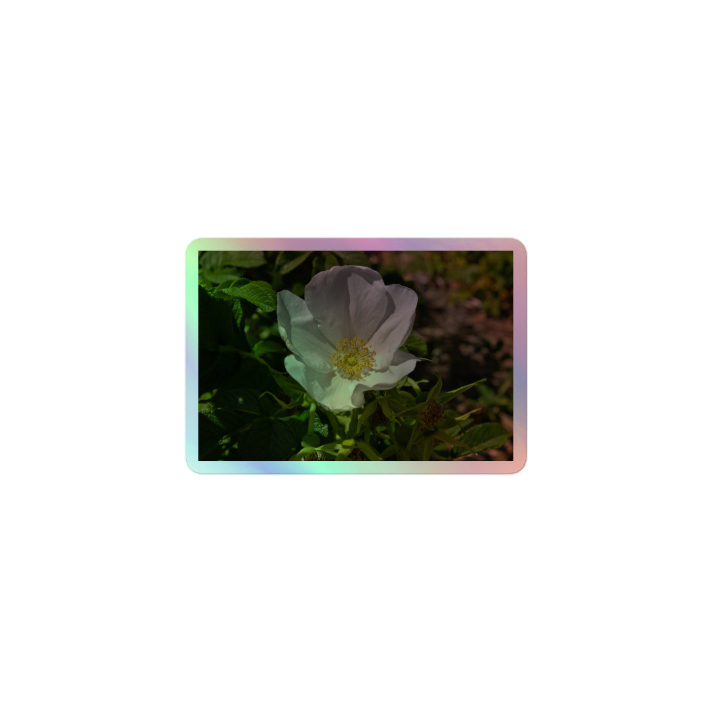 A small rectangular holographic sticker with a close-up image of a white flower with yellow stamen.