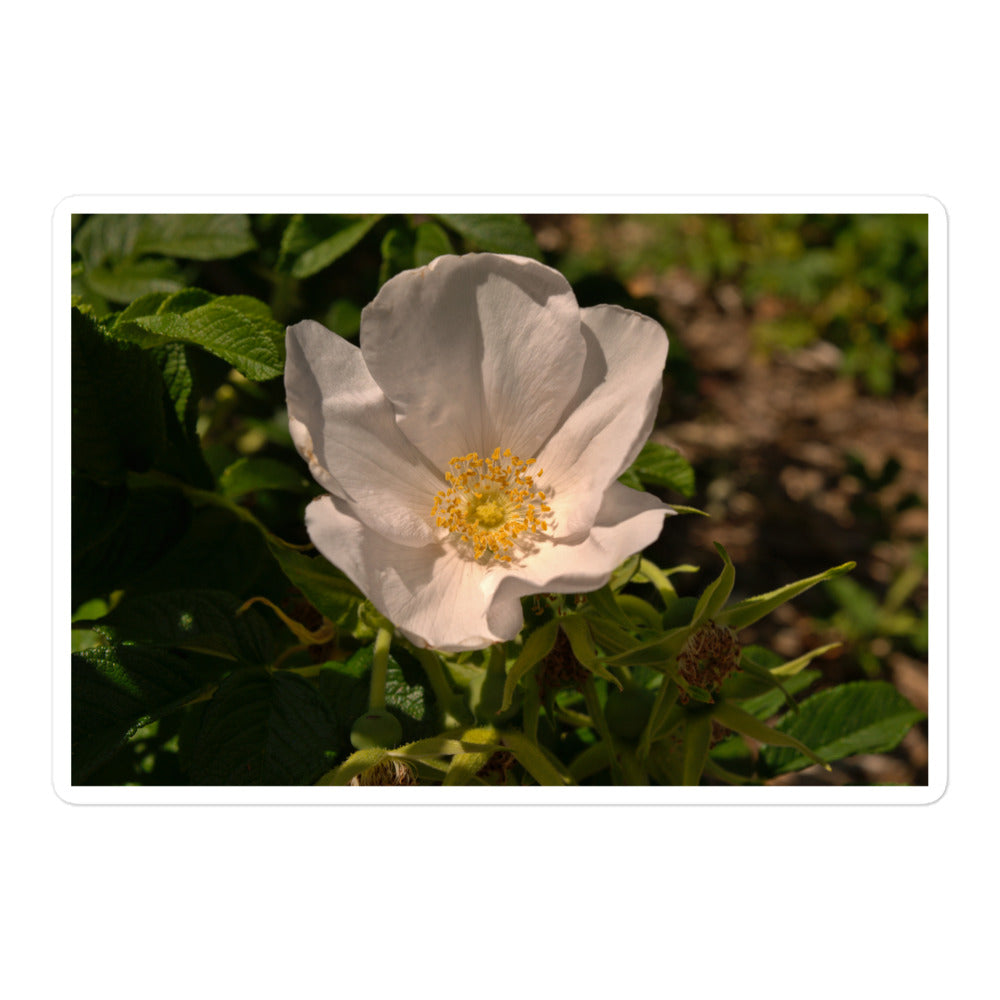 A large rectangular vinyl sticker with an image of white rose bloom with yellow stamen.