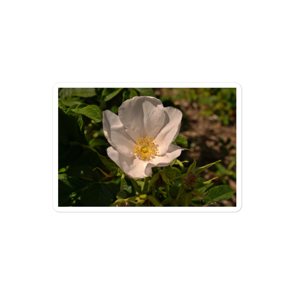 A medium rectangular vinyl sticker with an image of white rose bloom with yellow stamen.
