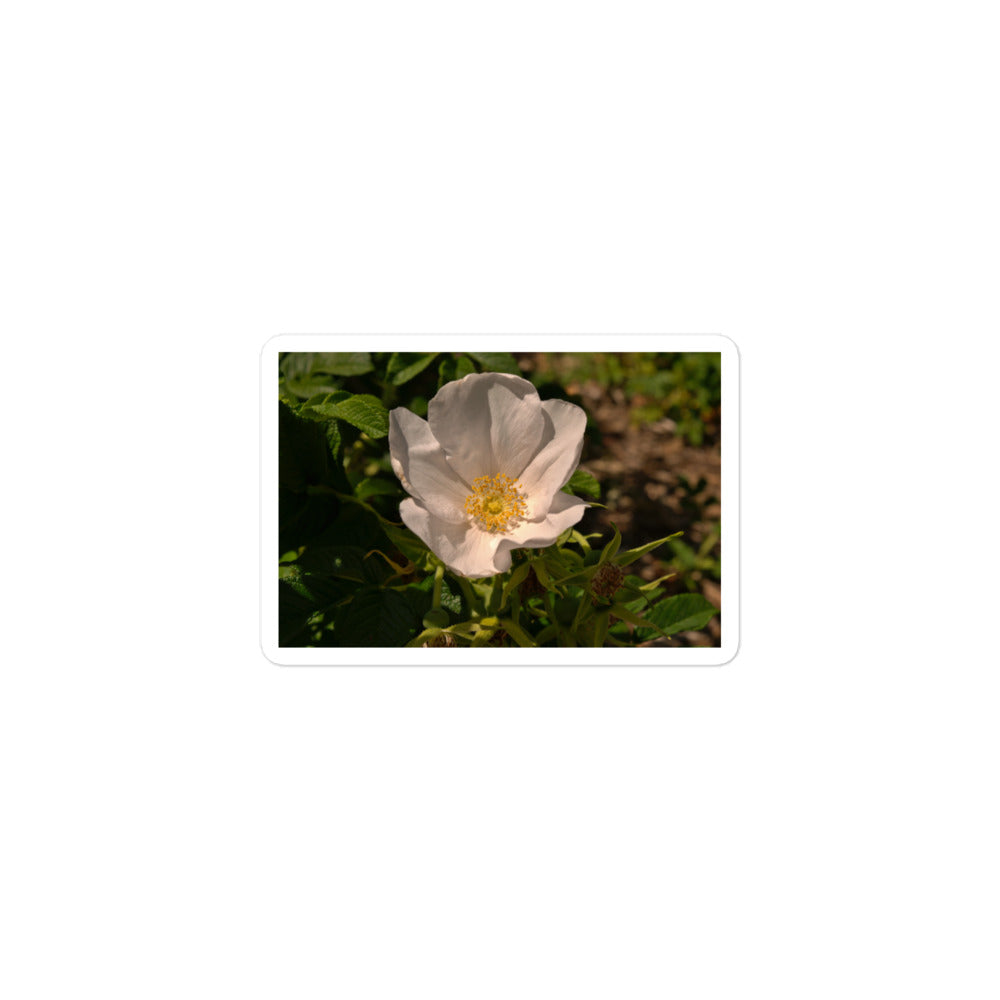 A small rectangular vinyl sticker with an image of white rose bloom with yellow stamen.