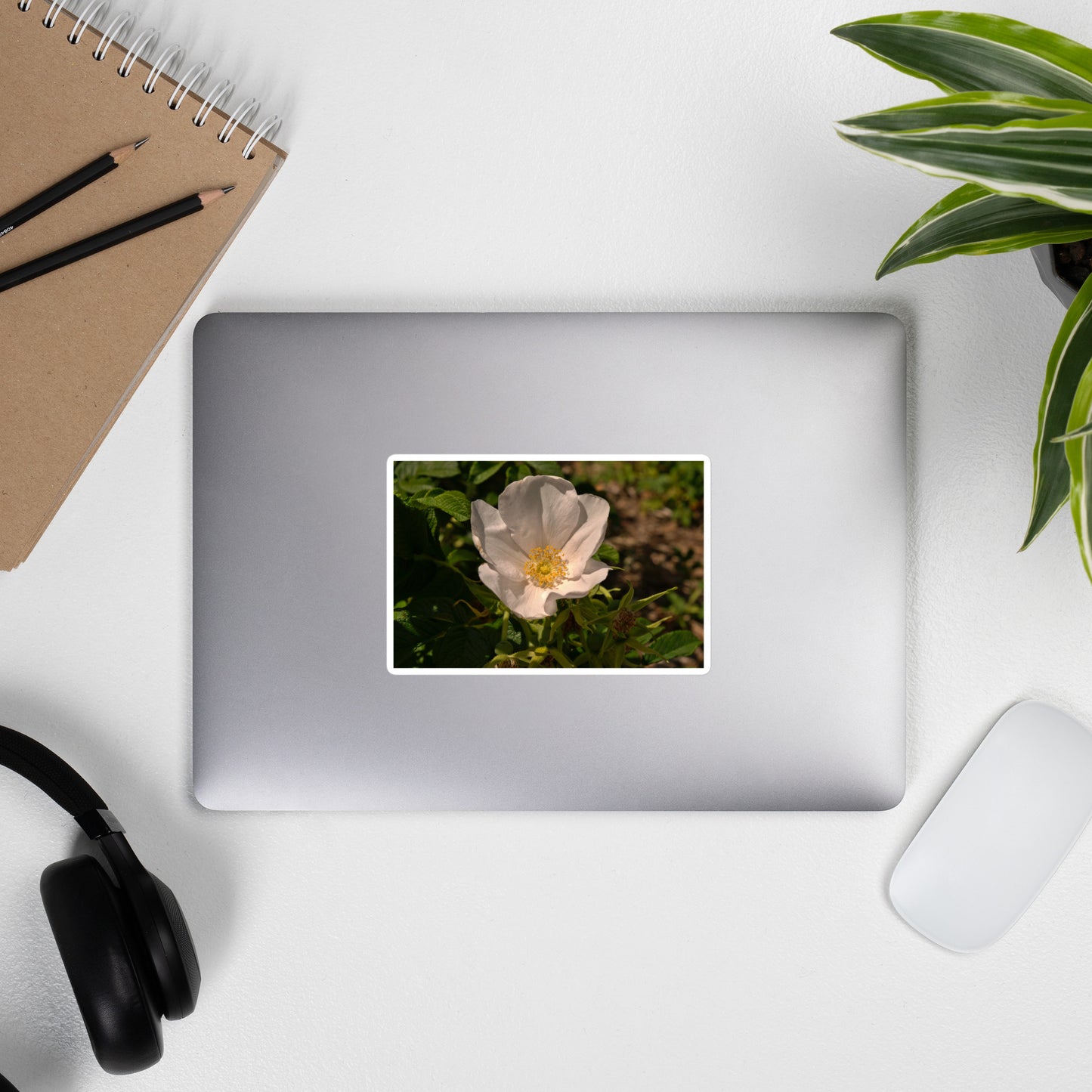 Lifestyle photo of a rectangular vinyl sticker with an image of white rose bloom with yellow stamen, placed on the outside of a laptop.