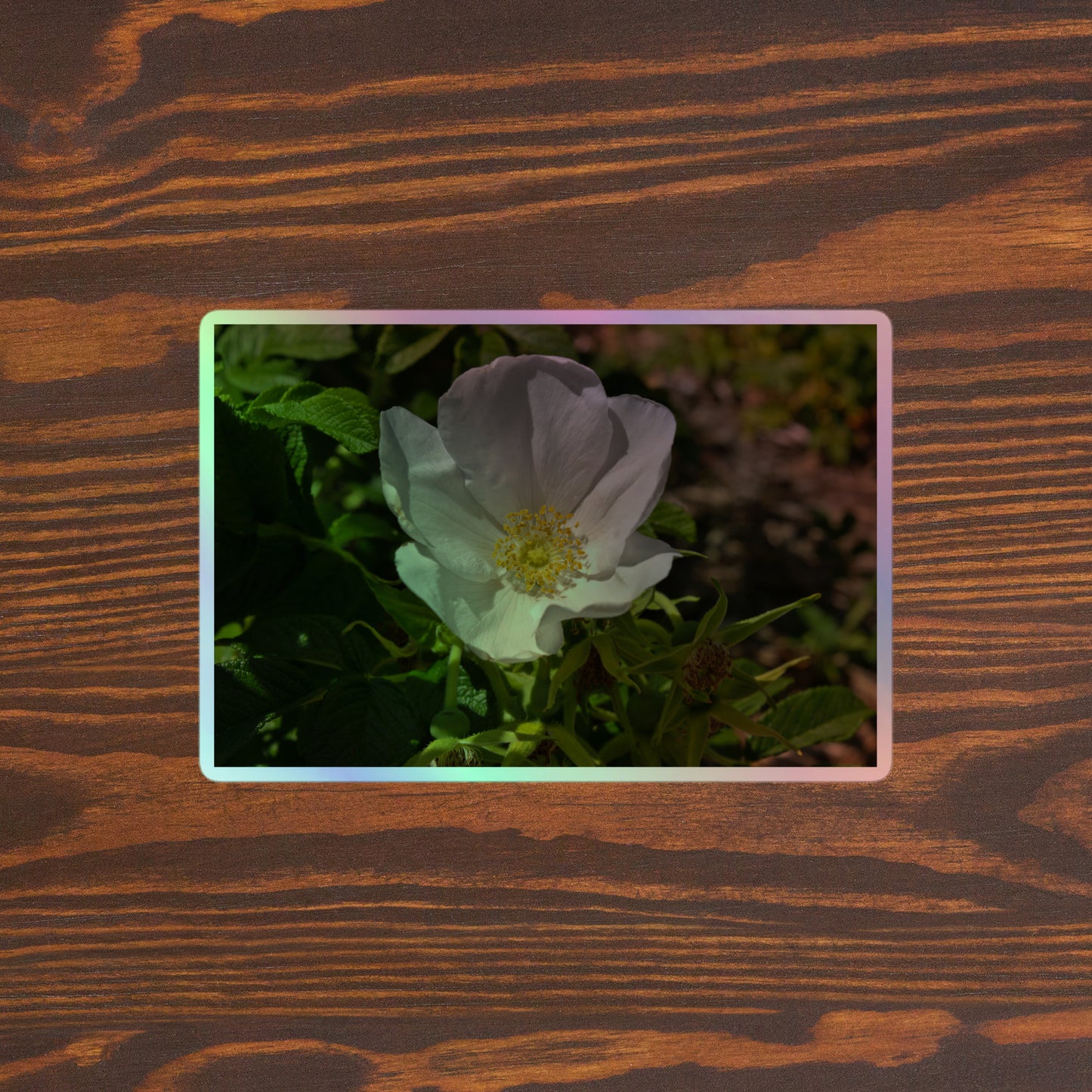 Lifestyle photo of a rectangular holographic sticker with a close-up image of a white flower with yellow stamen, placed on a brown wooden table surface.