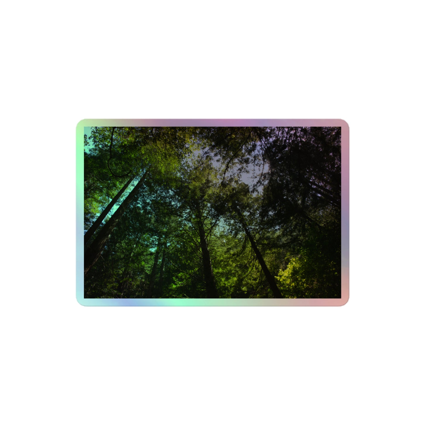 A medium rectangular holographic sticker with an image of blue sky and a circle of redwood trees as seen from below.