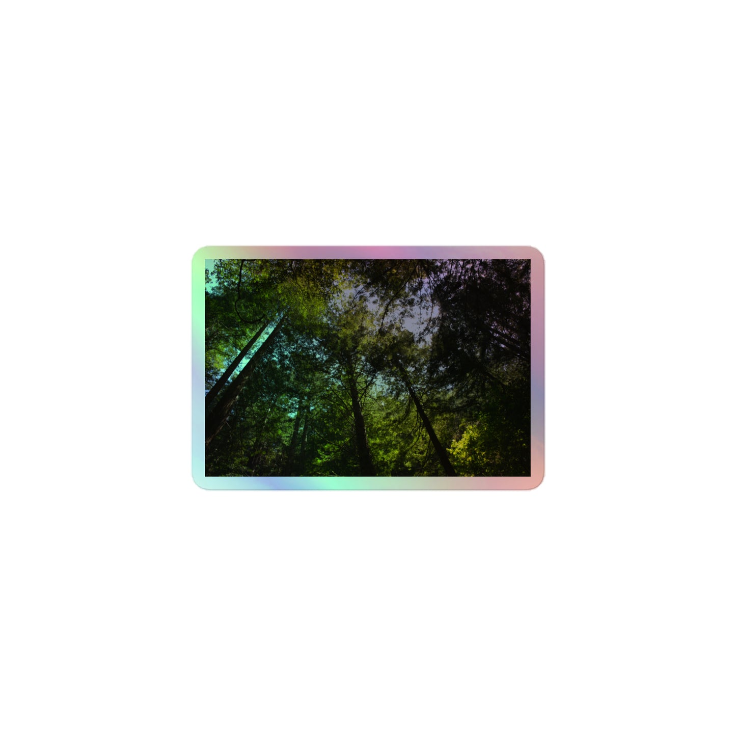 A small rectangular holographic sticker with an image of blue sky and a circle of redwood trees as seen from below.