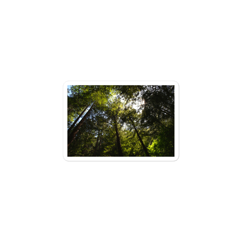 A small rectangular vinyl sticker with an image of a circle of redwood trees as seen from below.
